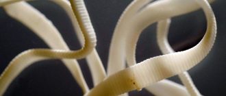 ленточный тип червей