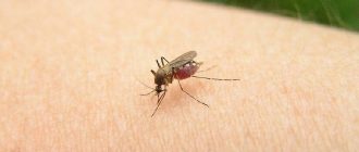 личинка передается посредством укусов комаров