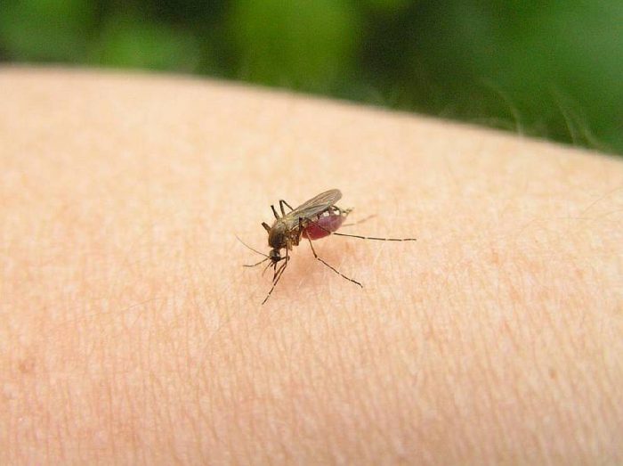 личинка передается посредством укусов комаров