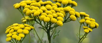 полезные свойства пижмы