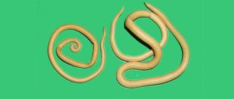 тип круглые черви