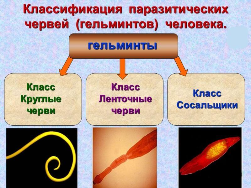 Фото и название гельминтов у человека