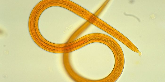 круглые черви-гельминты
