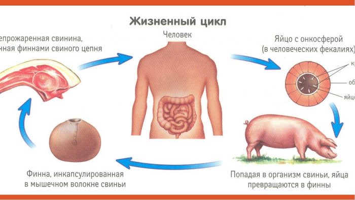 жизненный цикл свиного солитера