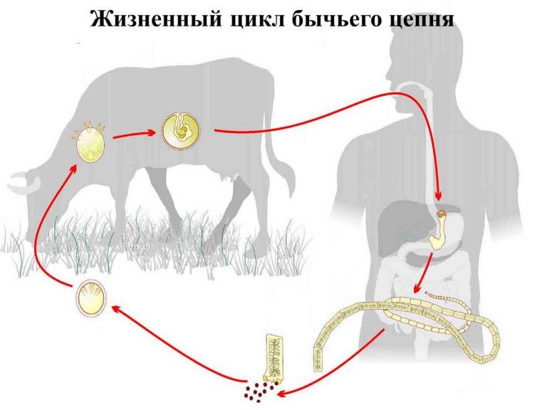 Строение и жизненный цикл бычьего цепня рисунок с подписями