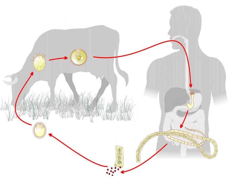 Цепень карликовый и его жизненный цикл: симптомы и лечение